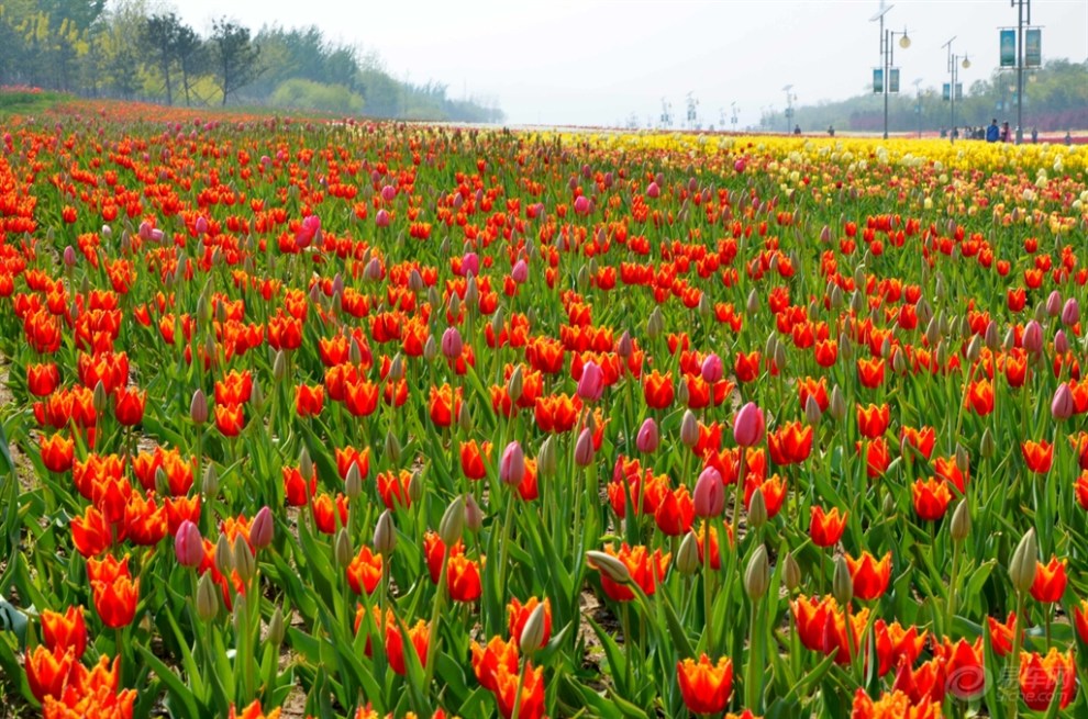 【踏青賞花】五一遊,看那400萬株鬱金香組成的花海