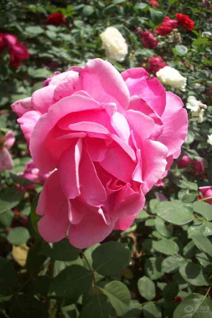 【首发原创】粉红色月季花