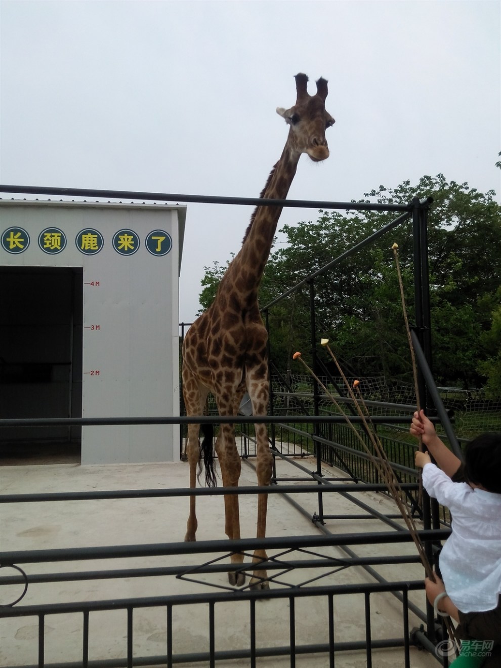 揚州m4 車友會---茱萸灣動物園一日遊