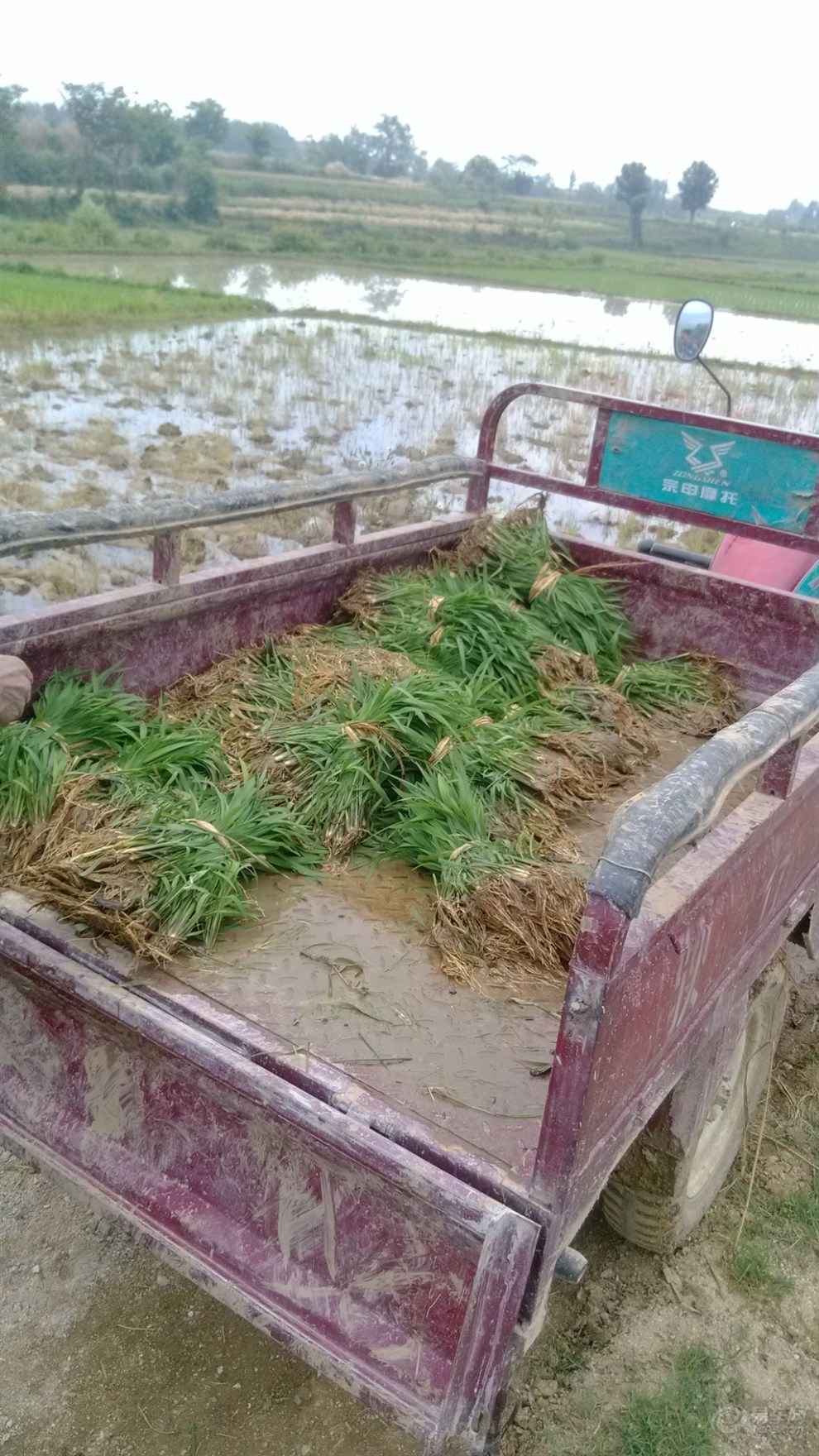 【原创首发】插秧剪影