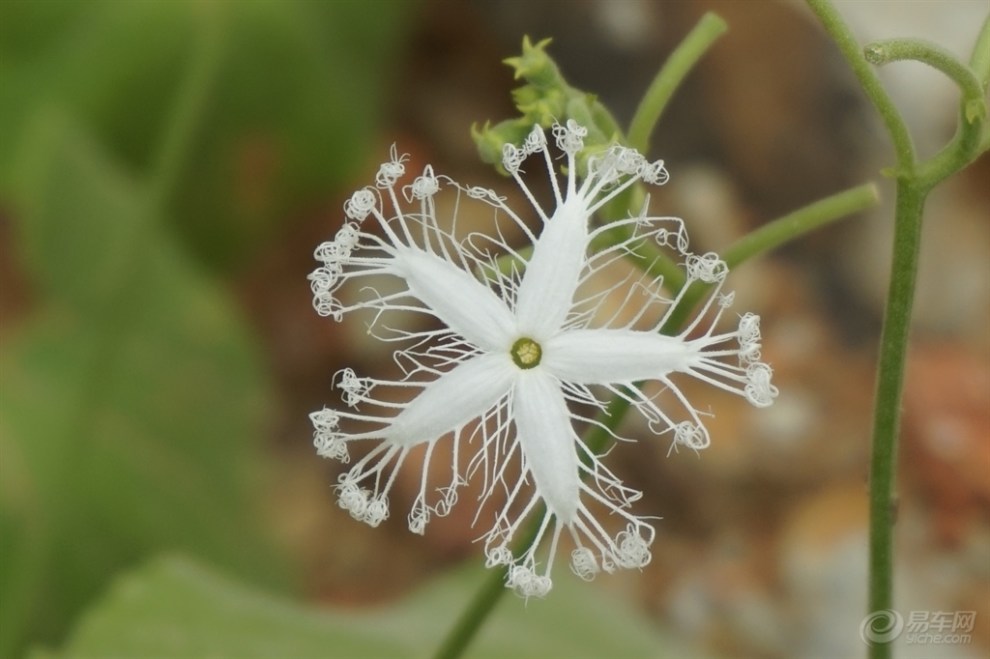 【每日图鉴】蛇瓜花
