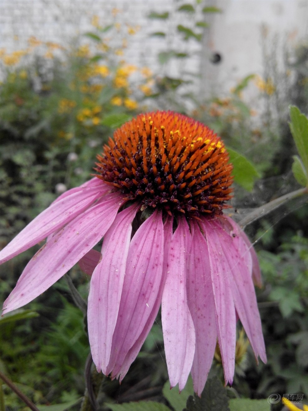 【原创首发】随拍黑心菊