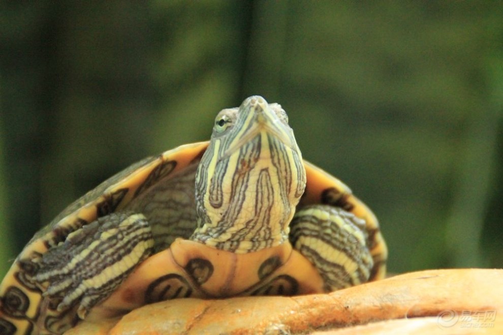 【宠物随手拍】小乌龟进食记