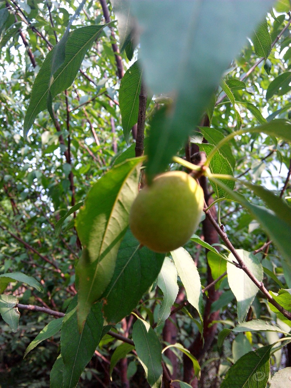 【每日美食】路边的野桃