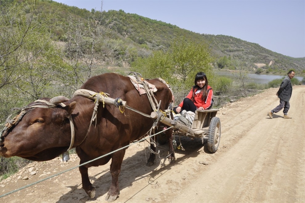 【原创首发】忠诚主人的拉车小牛儿.