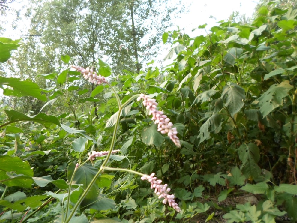【首发原创】欣赏漂亮的长穗花
