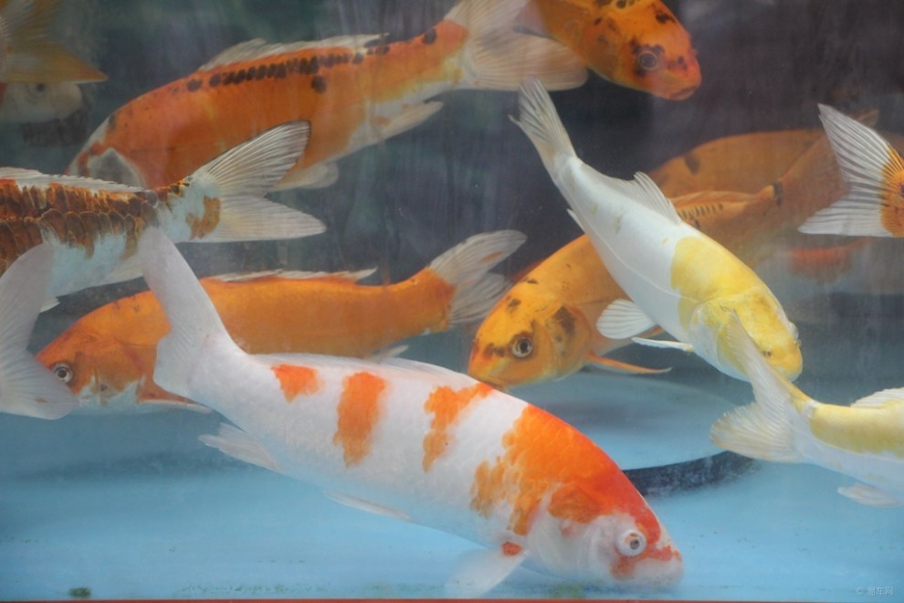 【首发原创】德国锦鲤