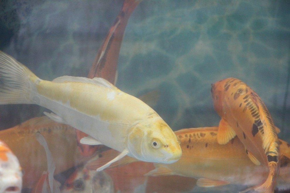 【首发原创】德国锦鲤