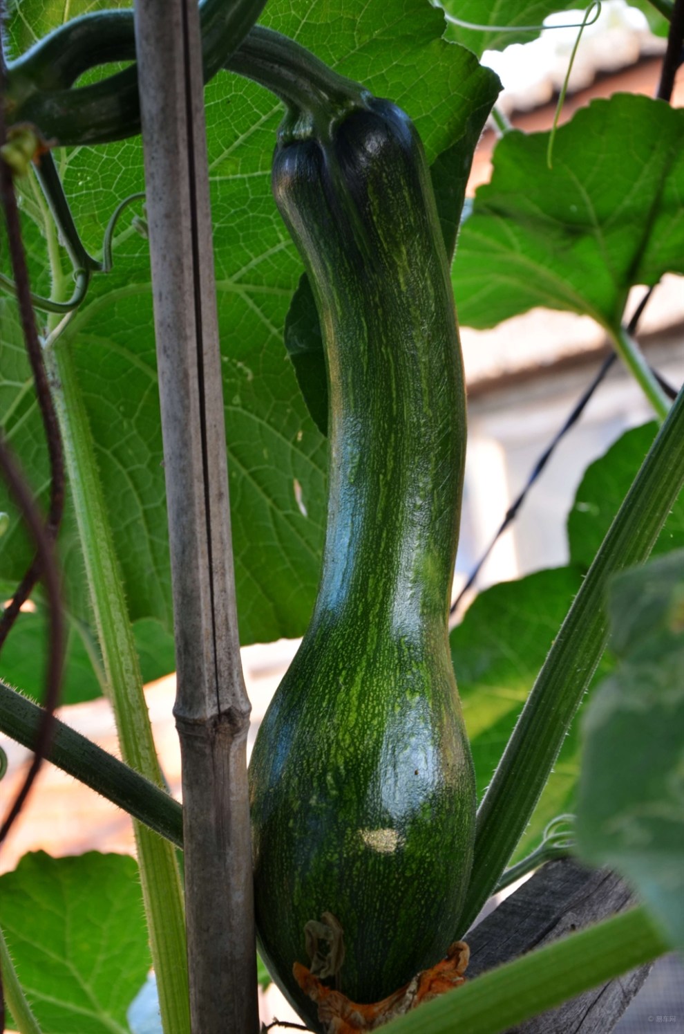 【行摄仲夏】夏季里的南瓜