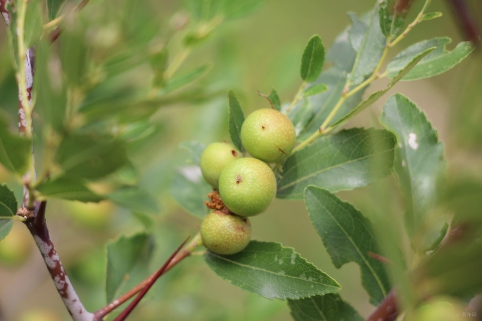 【原创】野山枣