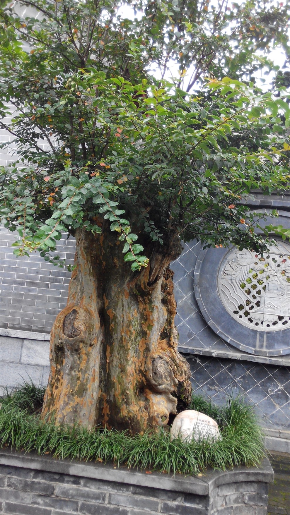 【【每日图签】老树】_吉林社区图片集锦_汽车论坛-易车网