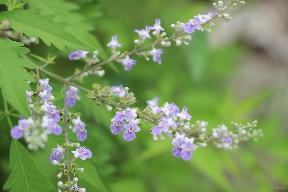 【首发原创】牡荆花