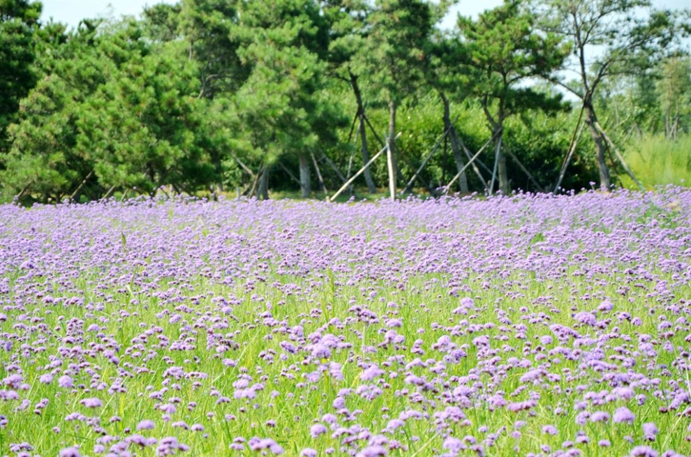 【原創實拍】薰衣草花海