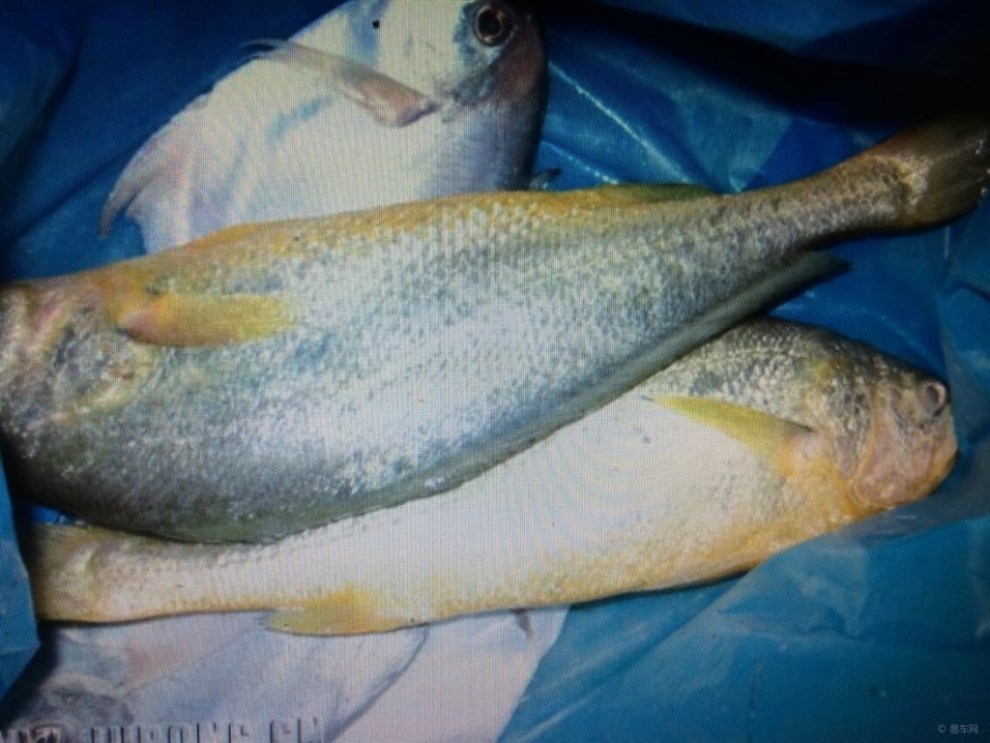 我的银虎 我的梦想