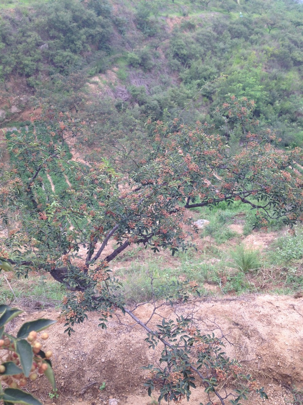 【首發原創】滿山花椒樹