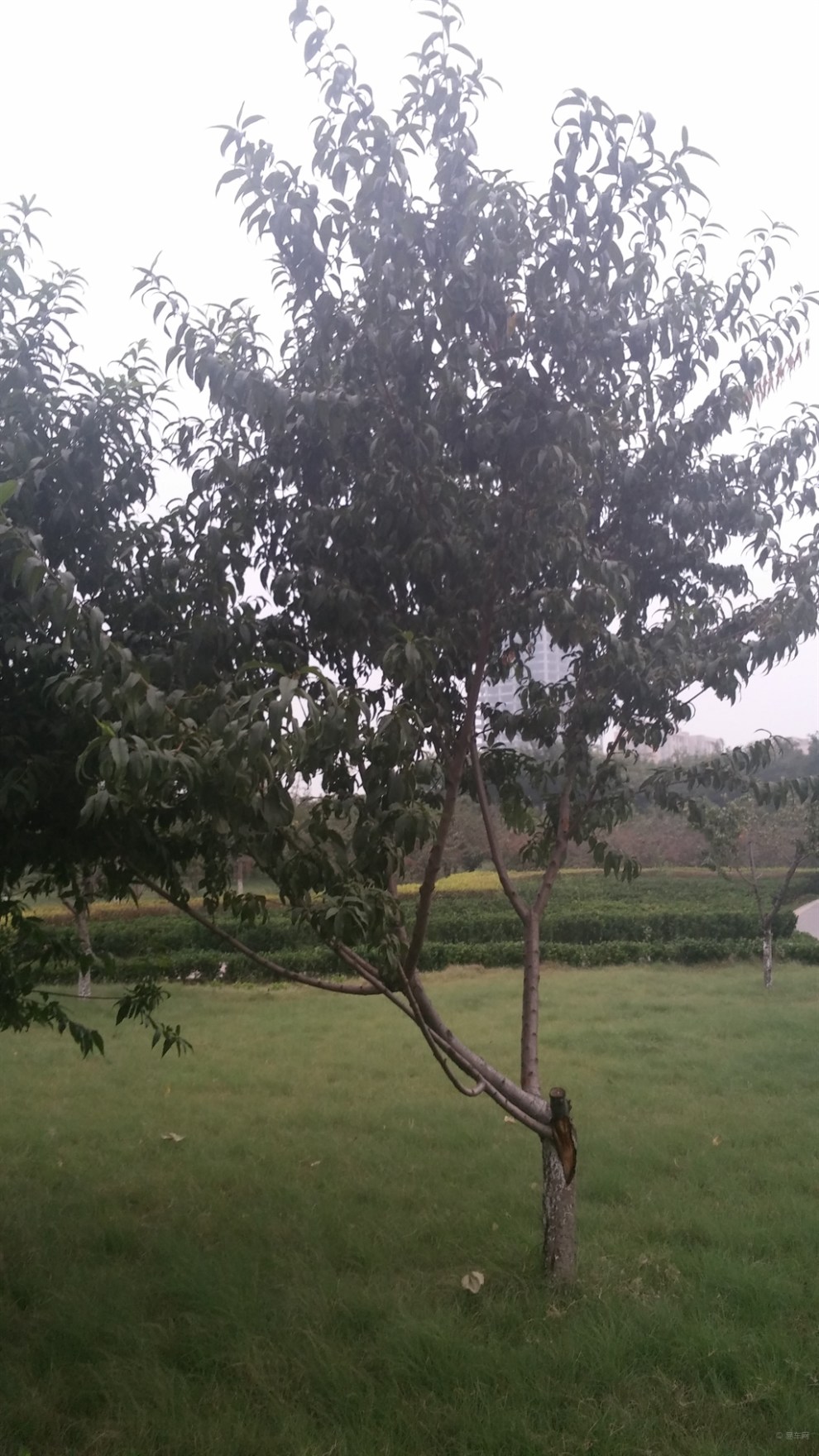 《精华贴大比拼》原生态的土桃树