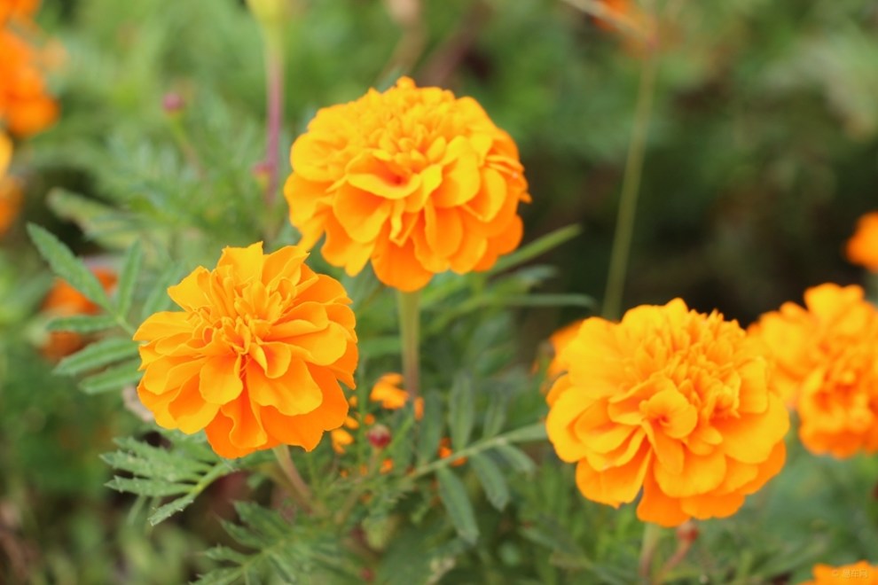 【首发原创】橙色孔雀草