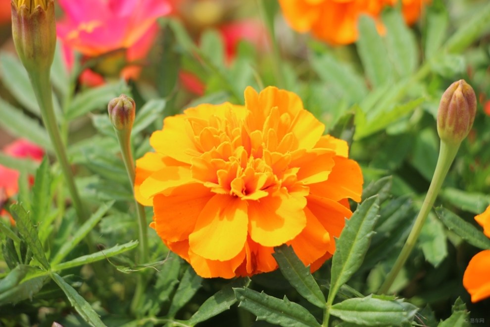 【首发原创】橙色孔雀草