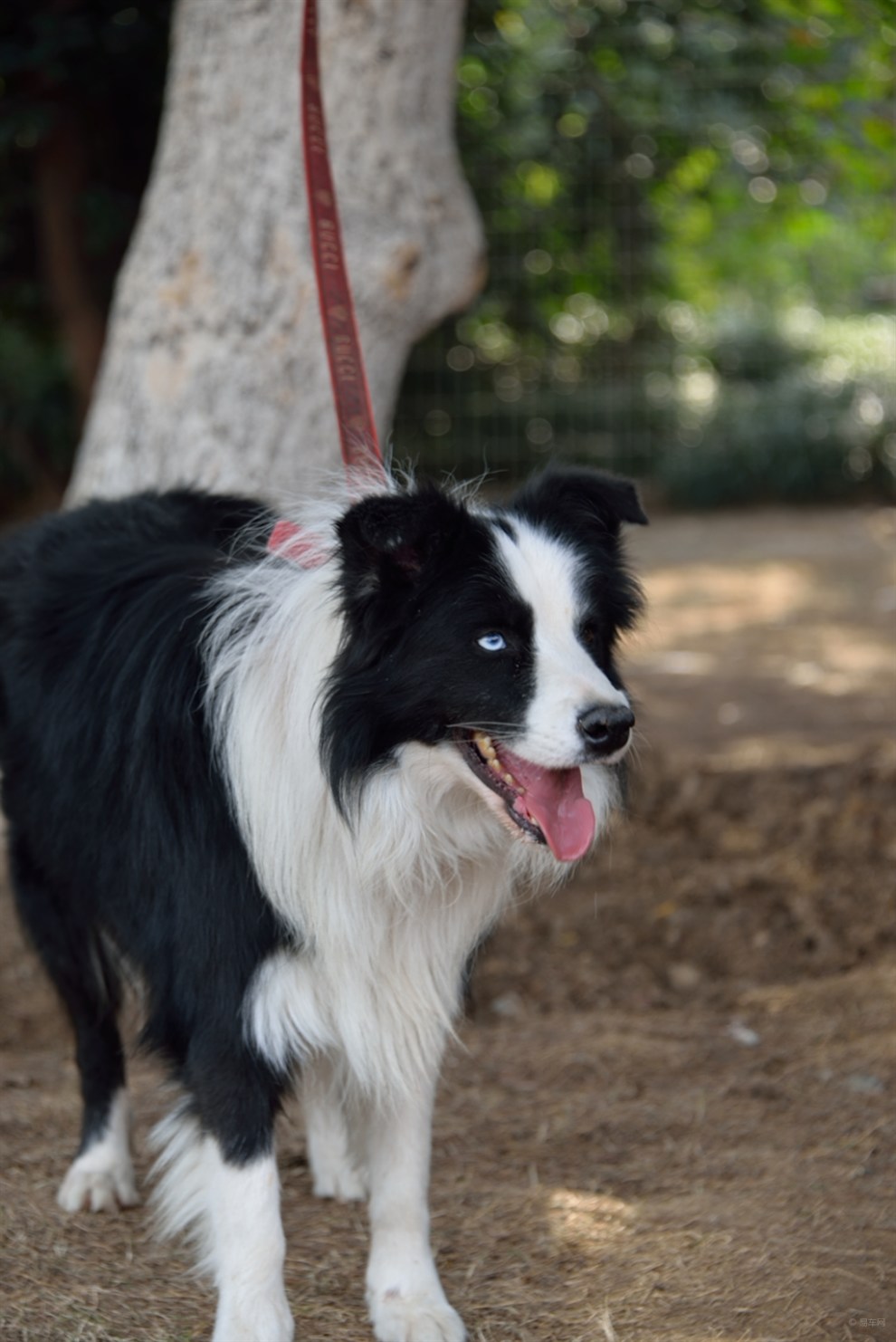 【開心萌寵迎新春】邊牧犬的小憩時光