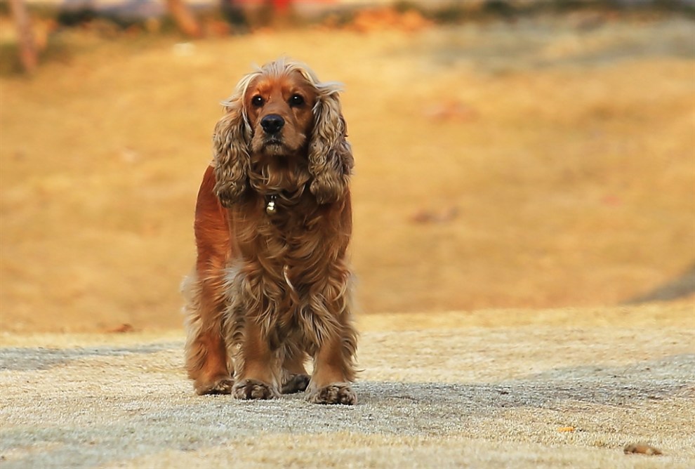 【名犬分享】美国可卡犬