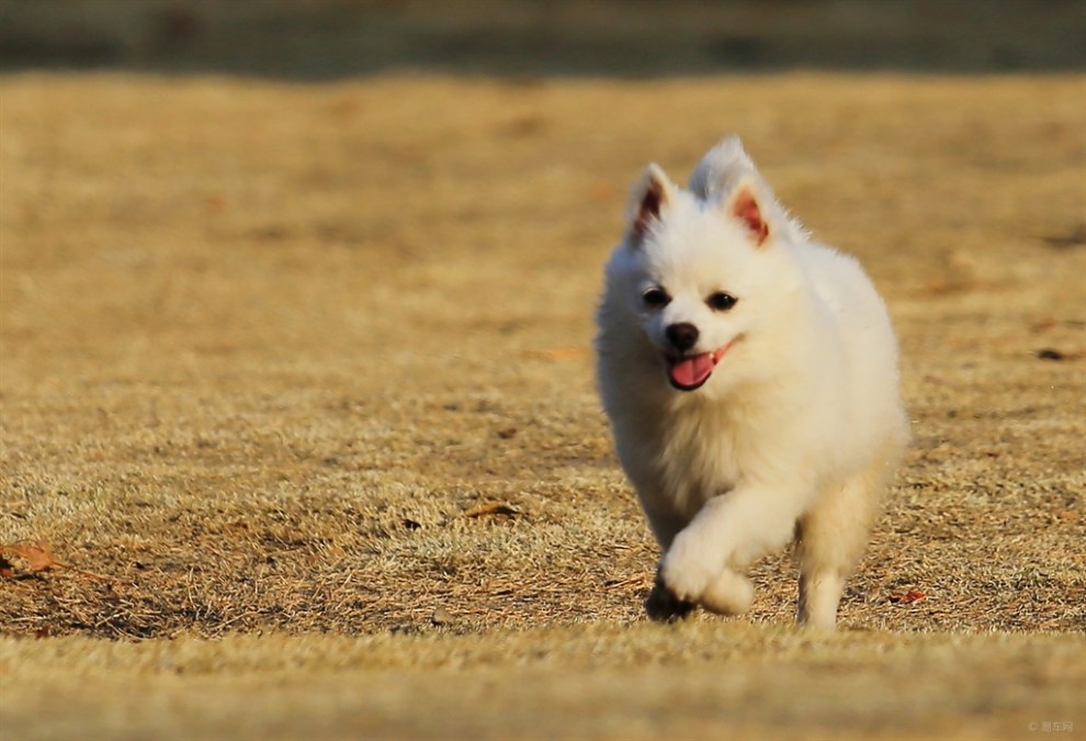 【名犬分享】银狐犬