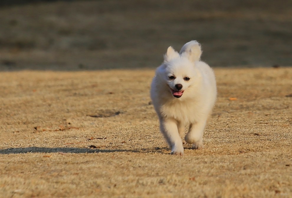 【名犬分享】银狐犬