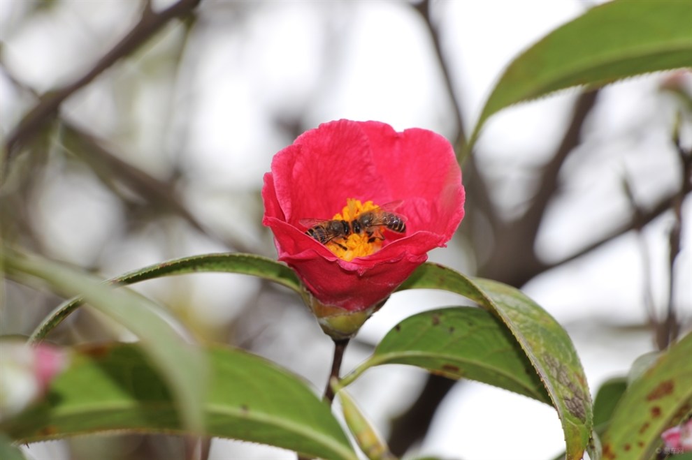 茶花