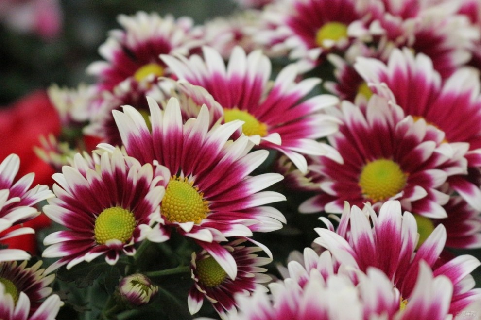 2015随手拍花24—多头菊