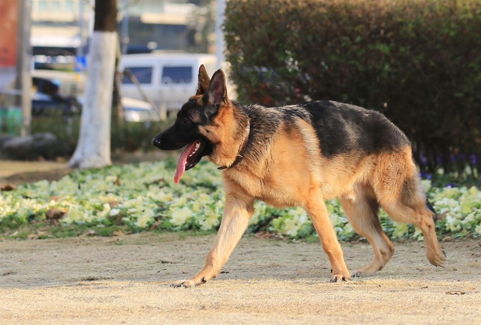 【开心萌宠迎新春】黑背