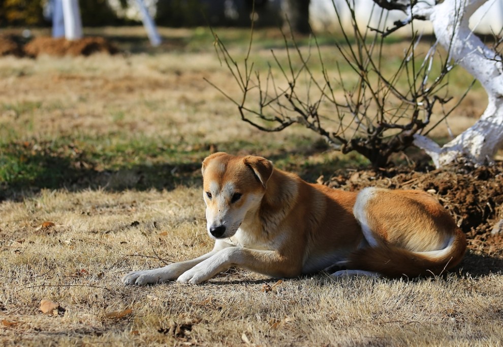 景区内看门的狗狗