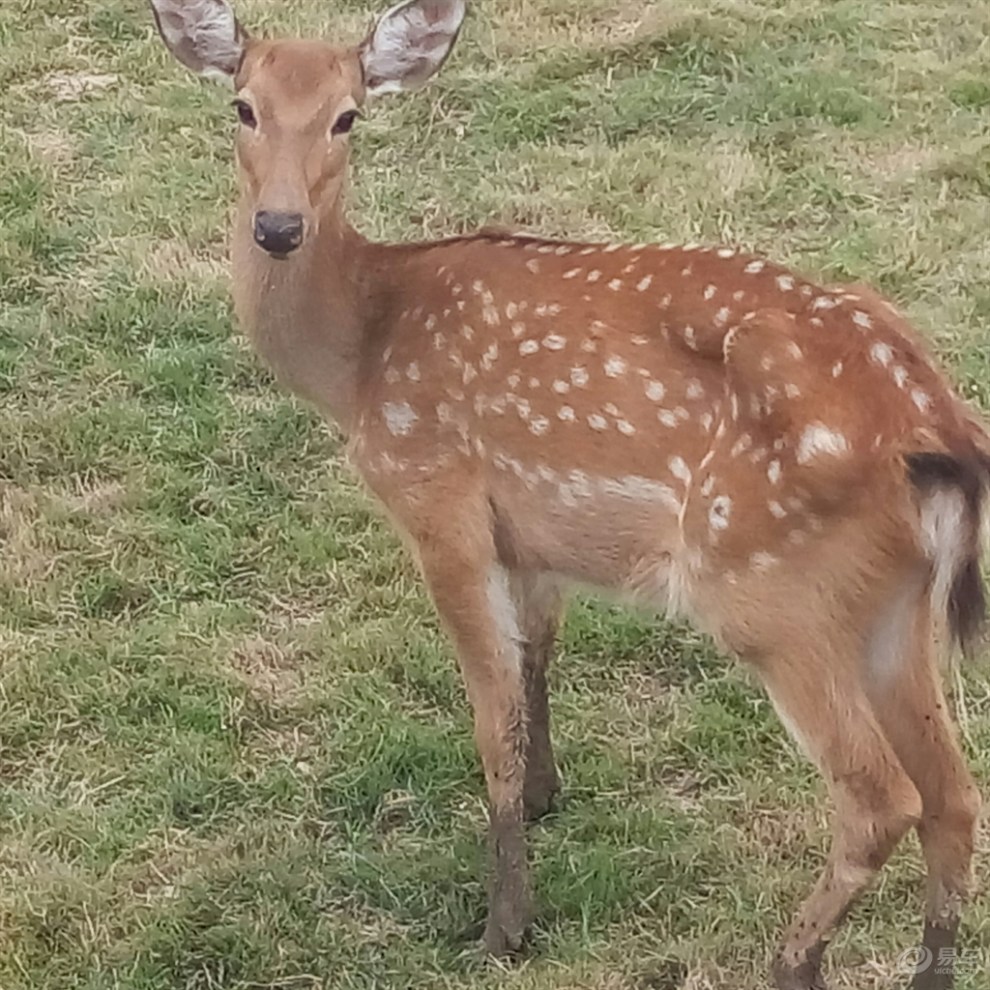 國慶佳節金華小小動物園遊玩