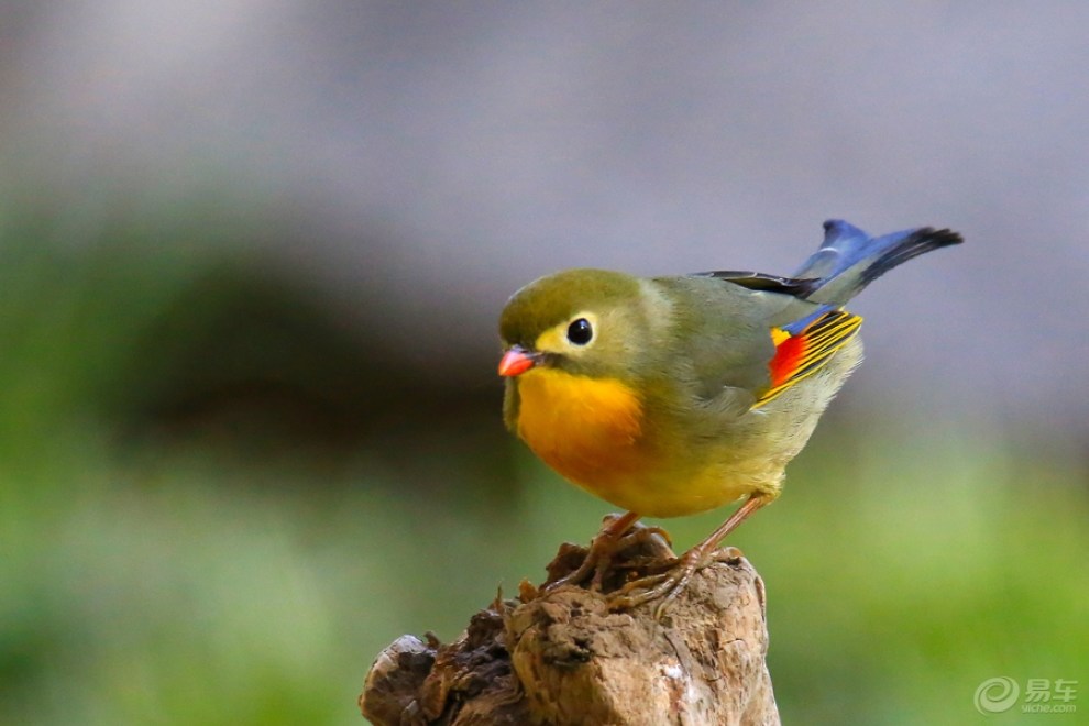 紅嘴相思鳥