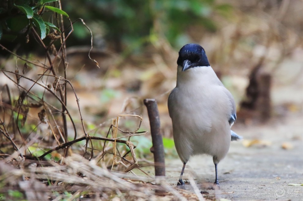 【【欢乐萌宠第一季】大胆的灰喜鹊】_宠物当家论坛图片集锦_汽车论坛