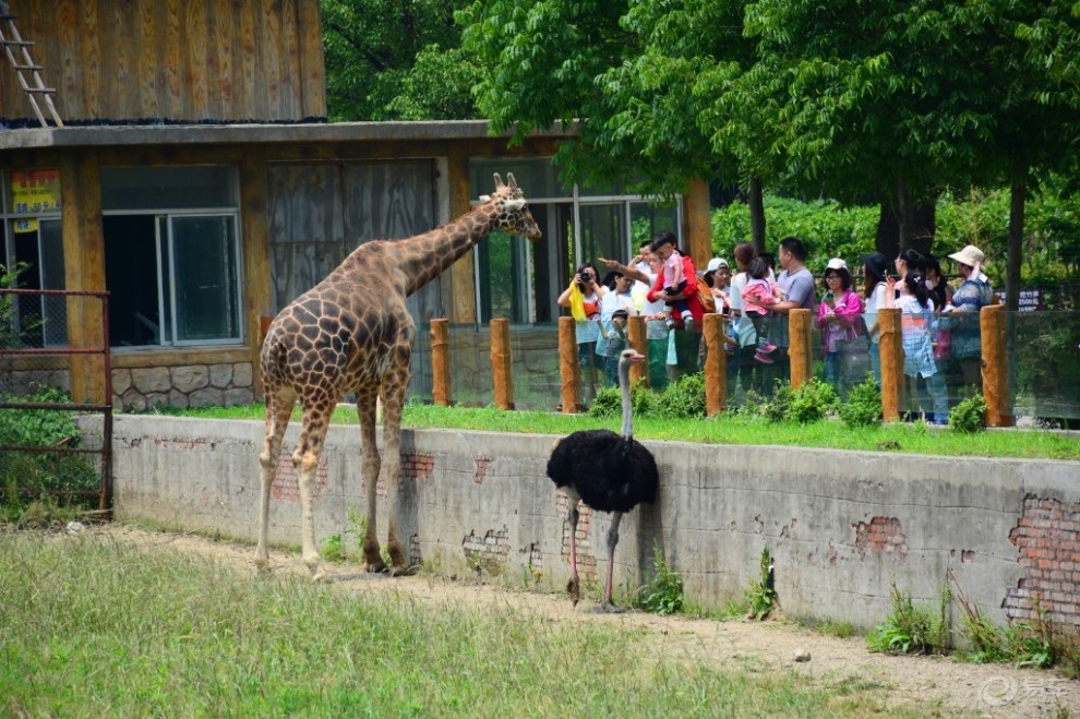 開小七遊常州淹城野生動物園