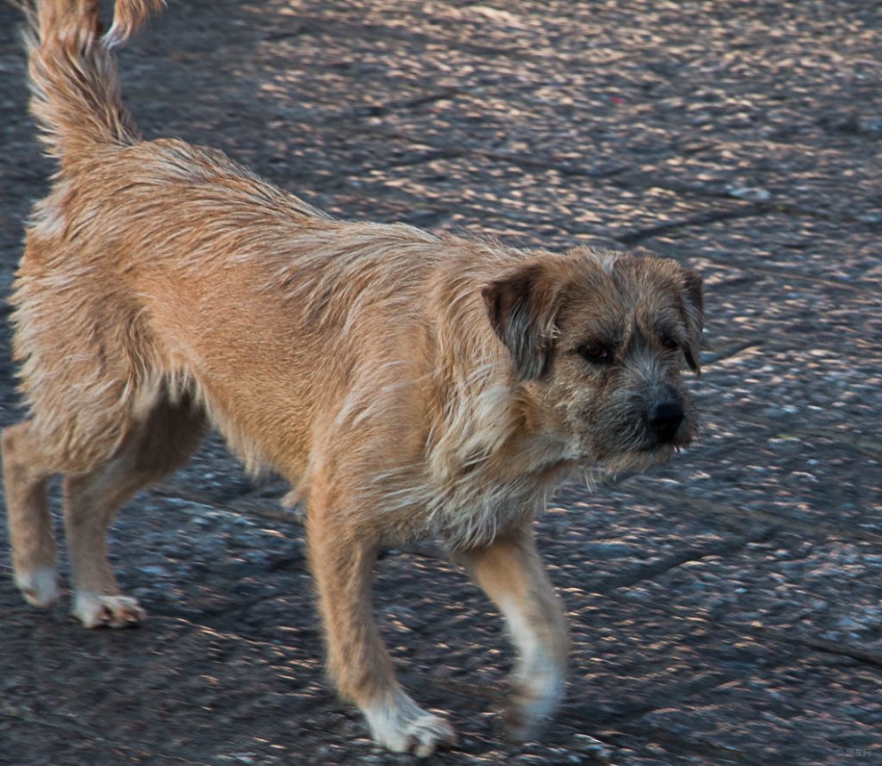 【云端探寻之旅】丽江广场的犬儿