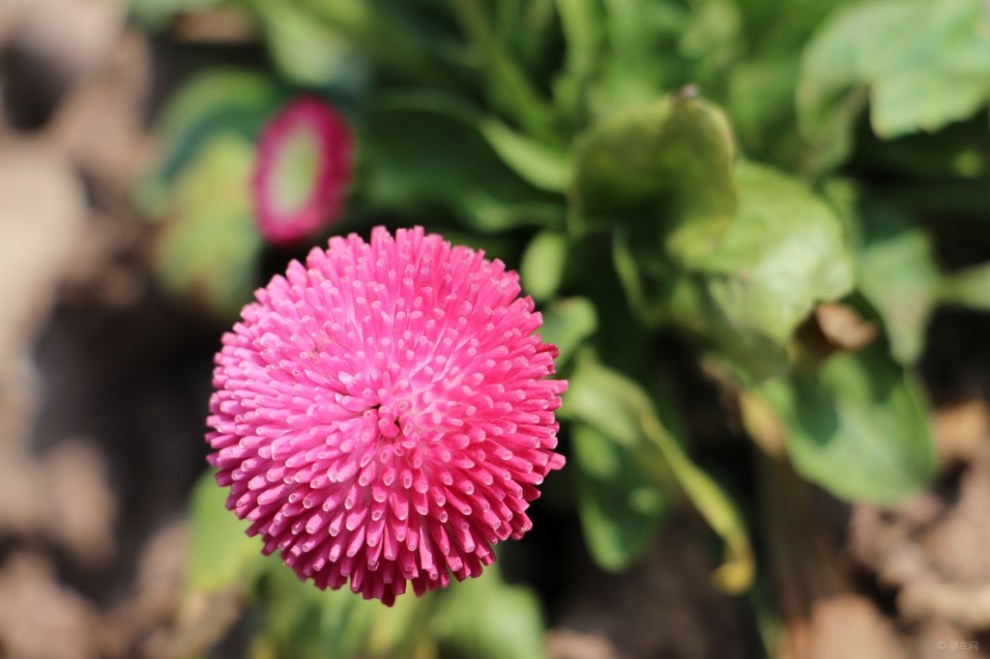 意大利国花——【雏菊】鉴赏