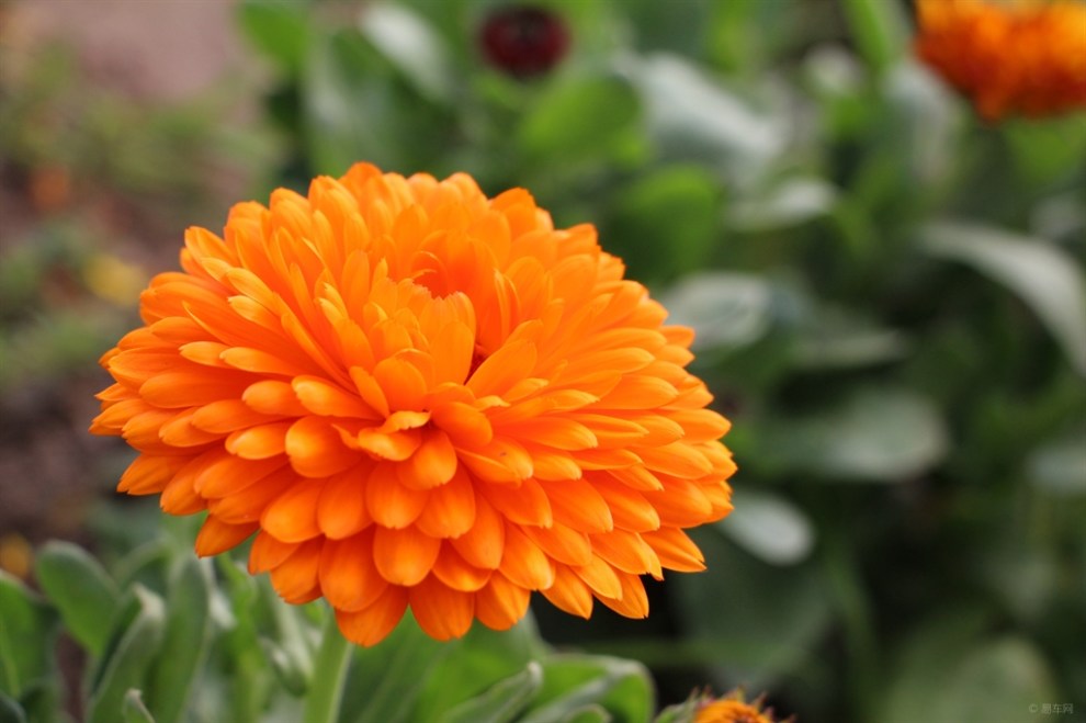 【金盏花】欣赏