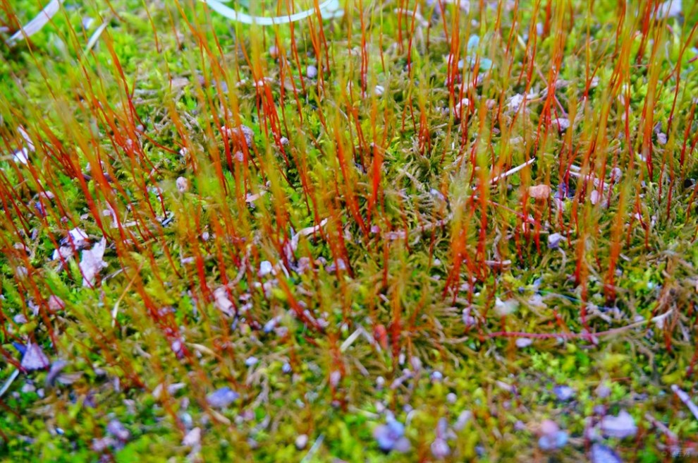 【摄影比赛-春的气息】【申牛】春苔12