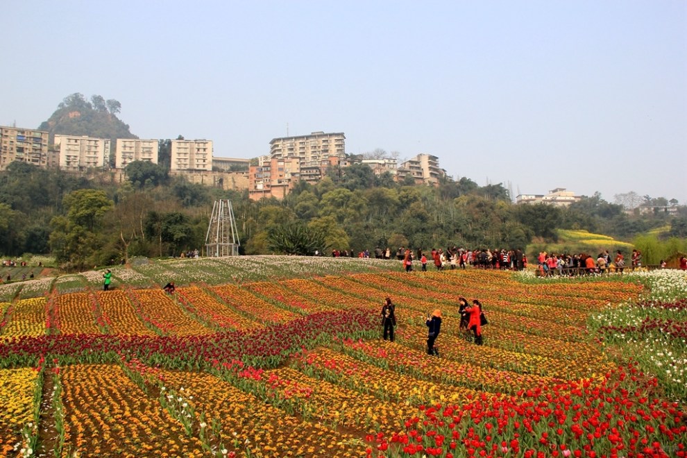 纳溪花田酒地随拍