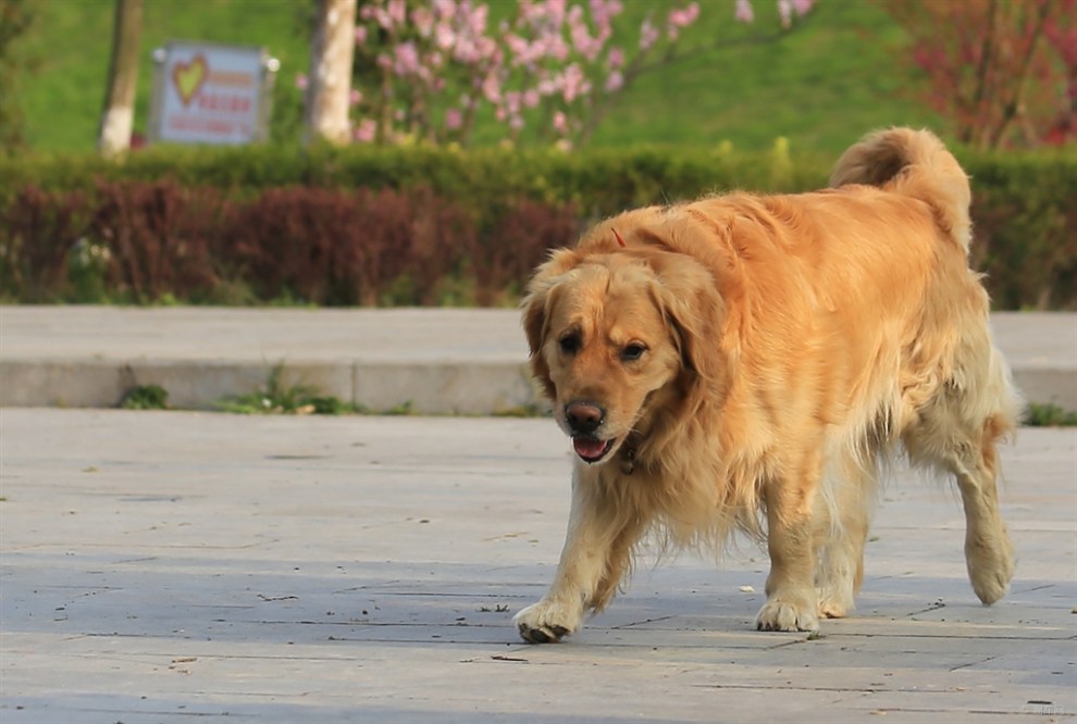 友善的金毛犬