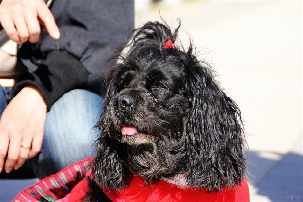 【治愈系萌宠】呆萌胖闺女--黑妞