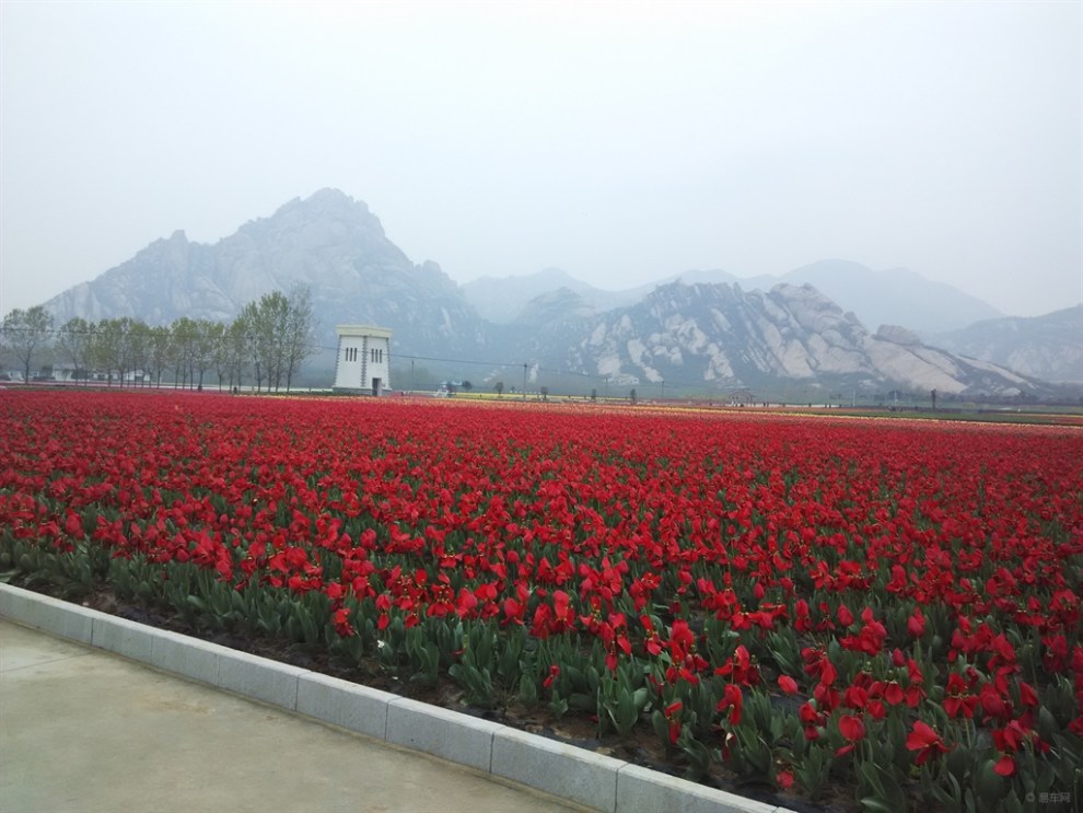 【魅力中国】嵖岈山郁金香园游记