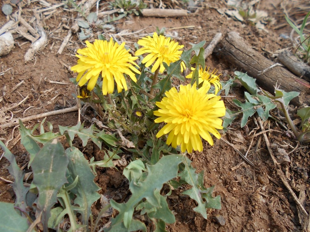 【首發】蒲公英開花