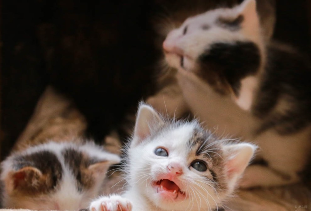 【治愈系萌宠】萌宠小白猫 好奇又贪玩