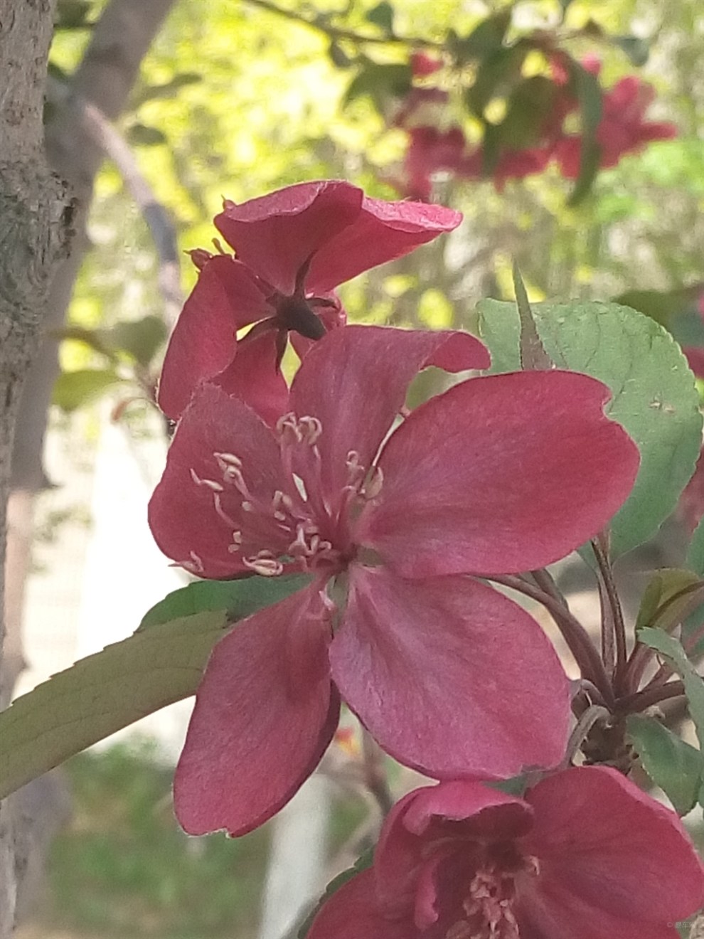 【首发】红叶海棠