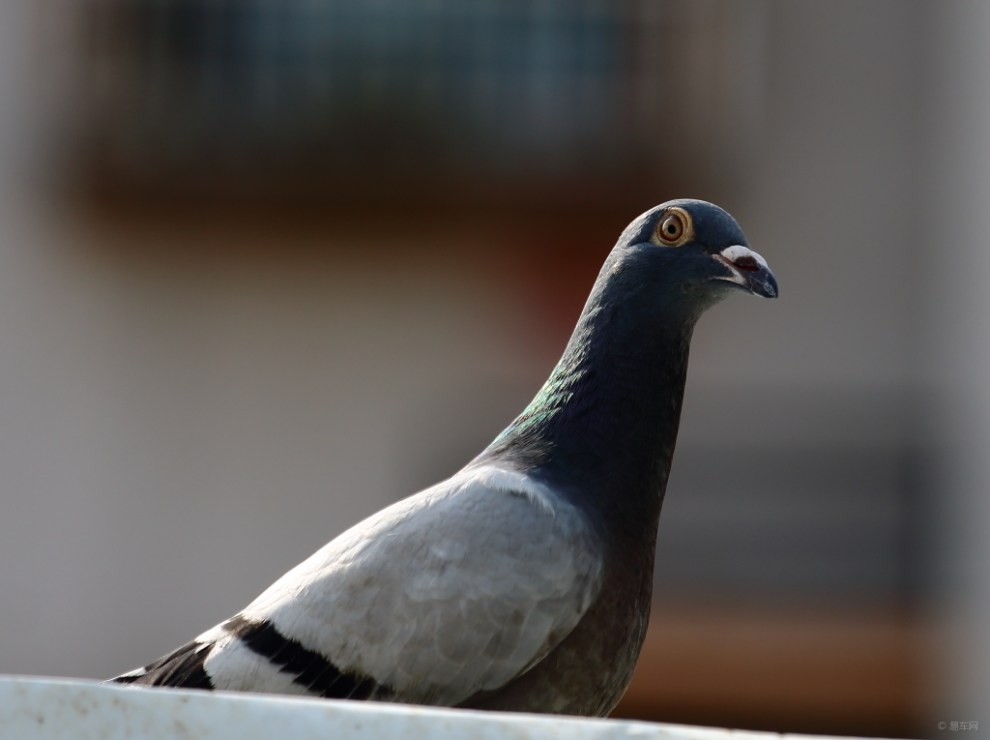 【灰鸽】_宠物当家社区图片集锦_汽车论坛-易车网