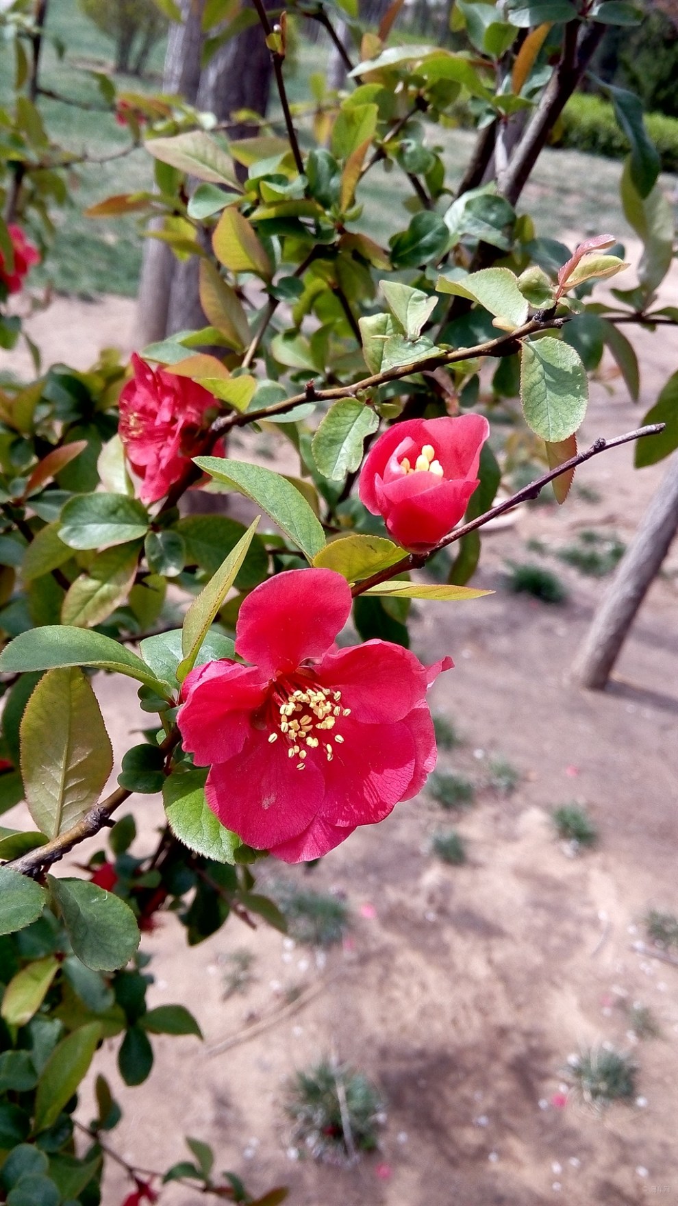 【春暖花開】木瓜海棠開得豔