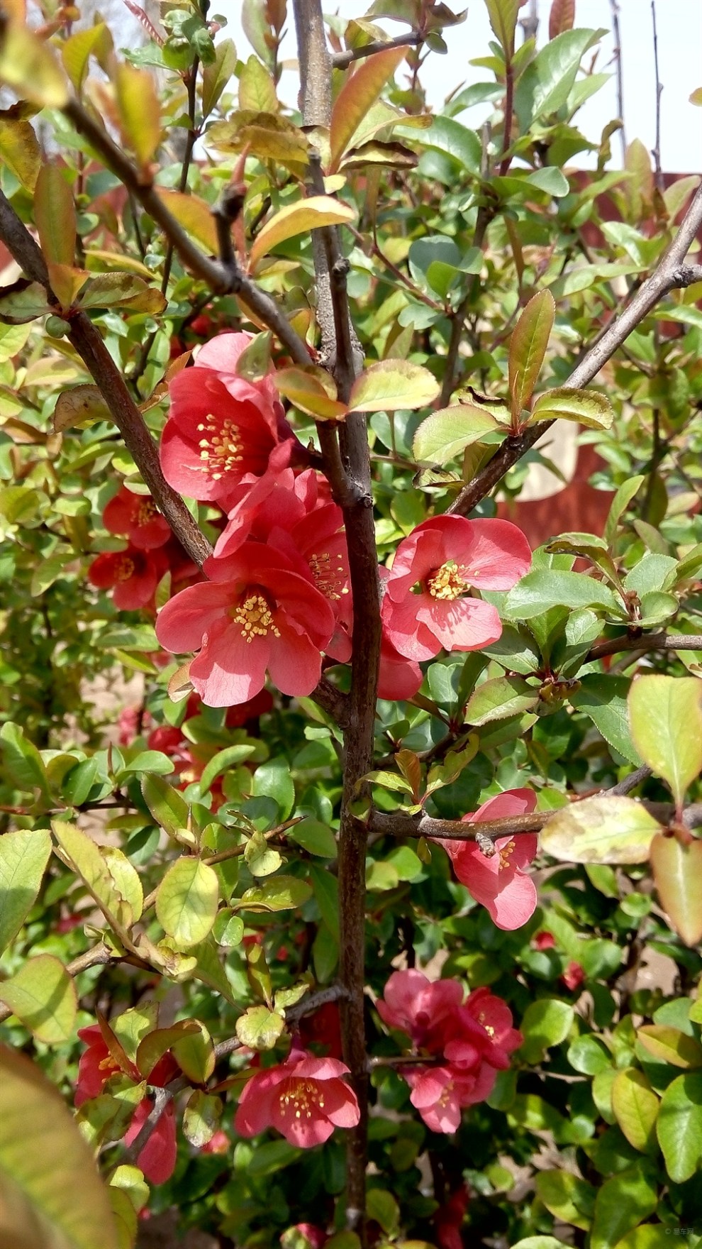 【春暖花開】木瓜海棠開得豔