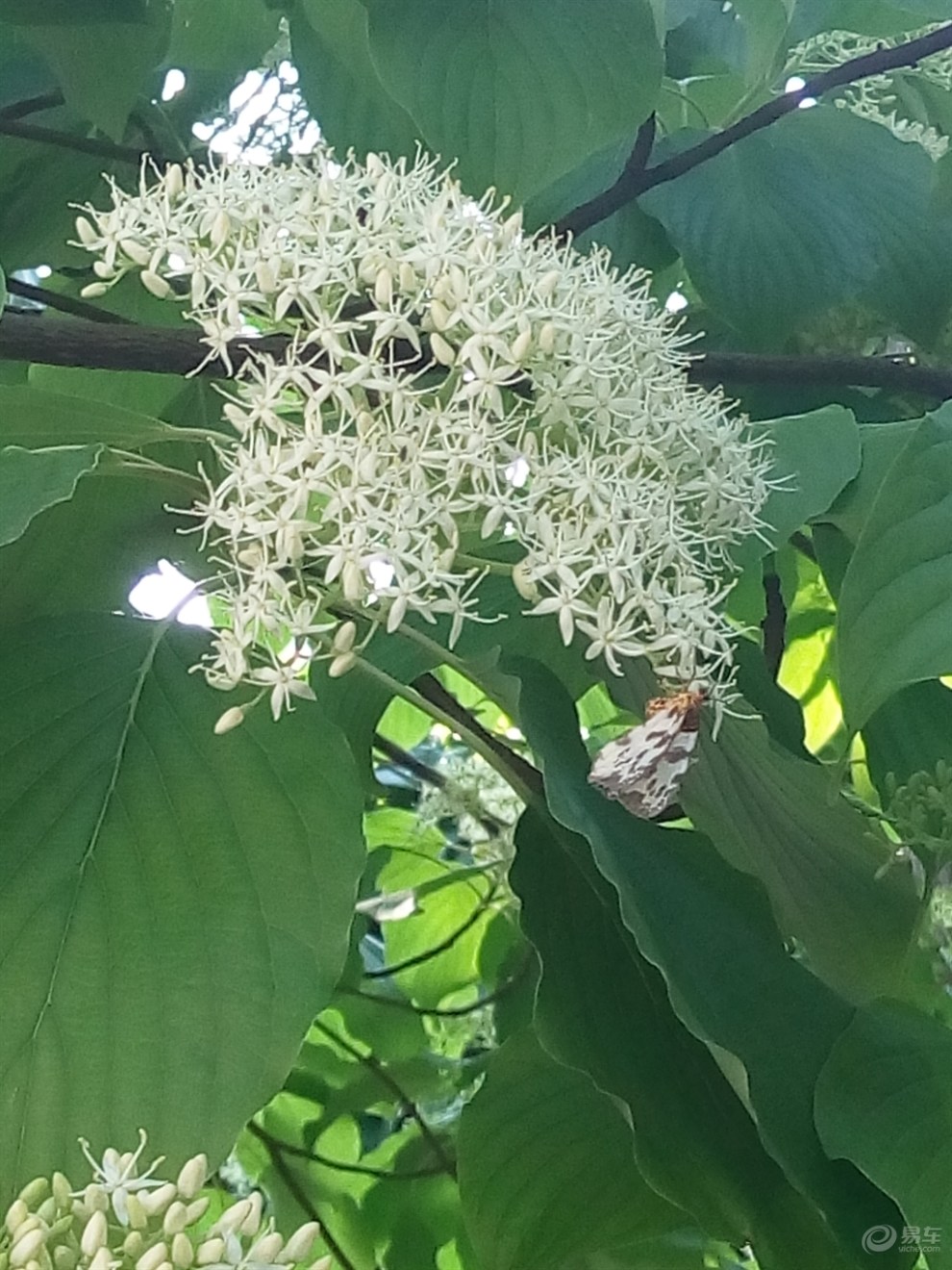 【原创】开花的灯台树