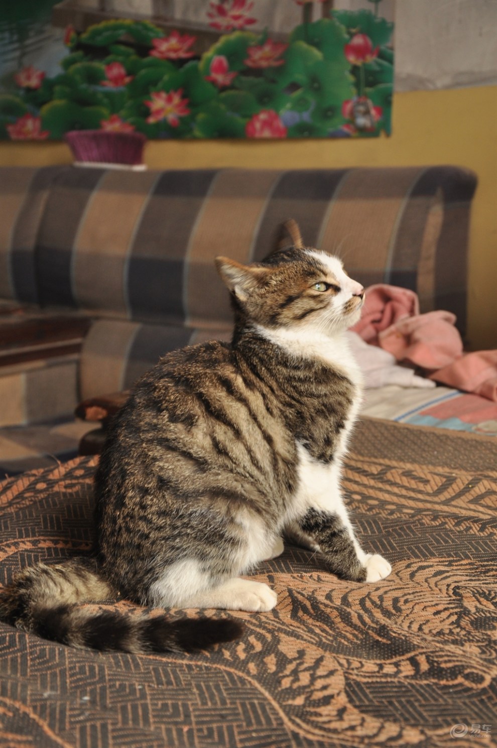 【原创】徒步在徐寨农家遇到的猫儿(申牛)